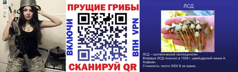 закладки  Любим  Псилоцибиновые грибы Magic Shrooms 